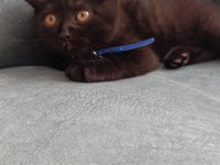 Scottish fold yavru
