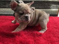 YURT DIŞI KAN HATTI EGZOTİK MICRO FRENCH BULLDOG YAVRULAR