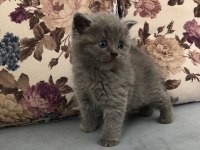 Hemen teslim top kafa yavrular british longhair