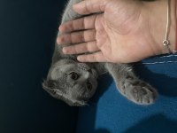Balıkesir Merkez Scottish Fold 10 aylık