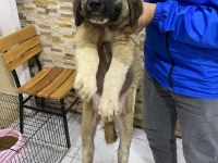 2 AYLIK ERKEK KANGAL