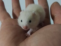 Suriye Hamster Bebekler