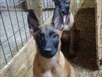 Sağlık Ve Irk Garantili Aşılı Malinoisler