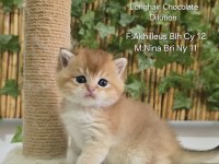 Üst Kalite Erkek British Shorthair Yavru