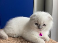 Scottish Fold ve British Shorthair Yavrular