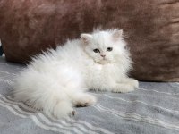 70 GÜNLÜK BRİTİSH LONGHAİR