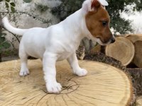 Çift maskeli Safkan jack russell