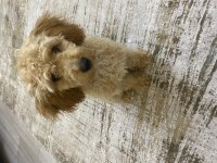 4 aylık dişi toy poodle yavrumuz