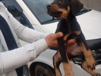 IRK VE SAĞLIK GARANTİ DOBERMAN YAVRULARIMIZ