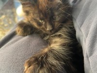 10 haftalık 2 adet dişi maine coon yavru