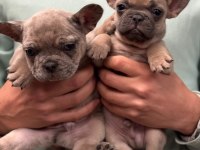 Mavi Gözlü French Bulldog Bebekler