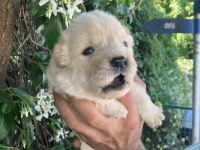 Ayıcık chow chow köpekler