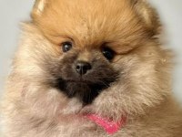 Pomeranian boo yavrular