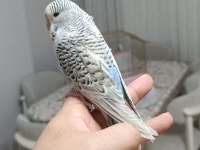 Yavru Erkek Texas Muhabbet Kuşu
