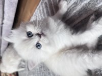 Scottish fold ve straight yavrularım