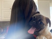 SAFKAN PUG YAVRUMUZ