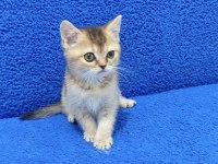 BLACK GOLDEN  GÜZELLİK TESLİME HAZIR