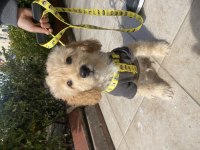Poodle ve golden karışımı goldendoodle bebeğimiz