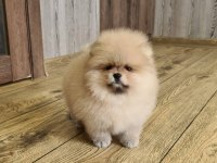 POMERANİAN BOO YAVRULARI