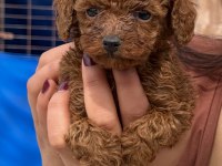 Toypoodle sevimli yavrular 