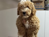 Wc eğitimli aşılı pasaportlu maltpoo yavrularımız