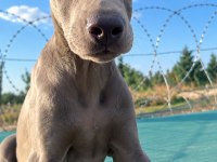 Avrupadan Özel Gelen Melanistic Dobermanlar