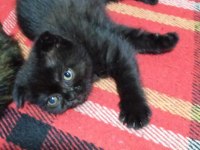 Scottish fold ve scottish straight