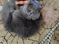 Kedimizi sahiplendireceğiz