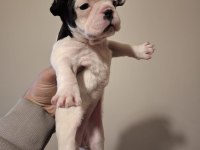 French Bulldog Bebekler Yeni Yuva Bekliyorlar