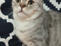 British shorthair safkan 7 aylık