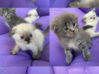 Scottish fold