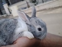 HER CİNSTEN CÜCE MİNİ LOP TAVŞAN YAVRUSU BULUNUR