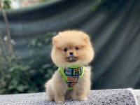 Pomeranian Boo Köpeğimiz