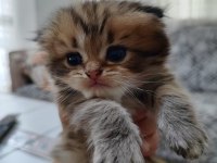 Scottish fold ve scottish straigt erkek yavrular