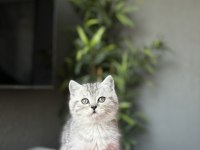 Teslime Hazır Brıtısh Shorthair Yavrularım 