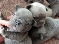 French bulldog blue