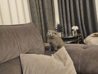 Aile sıcaklığında büyüyen scottish fold british yavrular