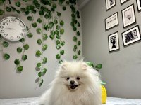 Teddy Face Kusursuz Güzellikte 2.5 Yaşında Dişi Pomeranian