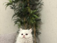BRITISH LONGHAIR YAVRULAR