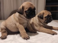 Muhteşem Pug Mops Bebekler A Kalite