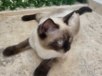 Erkek Çikolata Point British Shorthair