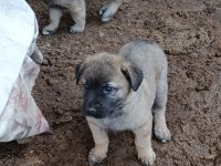 Kangal köpeği yavruları