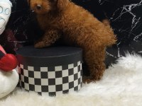 Poodle yavrumuz için iletişime geçebilirsiniz