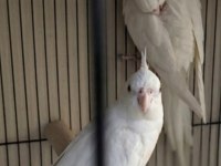 Yavru görmüş albino sultan papağanı takımlar