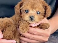 Toy Poodle Köpeği