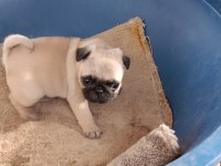Pug Dişi Yavrumuz Sahiplendirilecektir