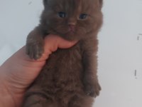 ÇİKOLATA DİŞİ ERKEK BRITISH SHORTHAIR YAVRULARIMIZ