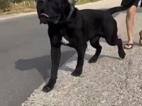 A şecereli kif kayıtlı dev cane corso