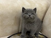 A kalite safkan british shorthair dişi erkek
