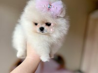 TEACUP KISA BURUR POMERANİAN PRENSES